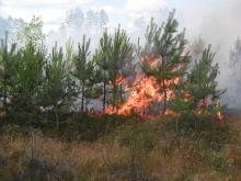 Pożar w leśnictwie Orle