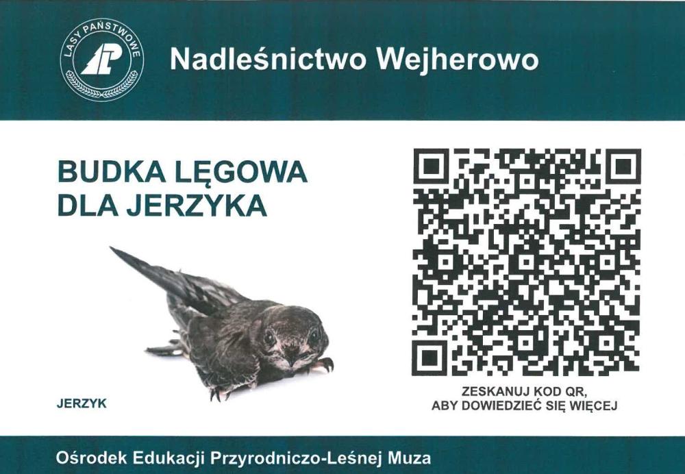 Jerzyk. fot. Maciej Szymański